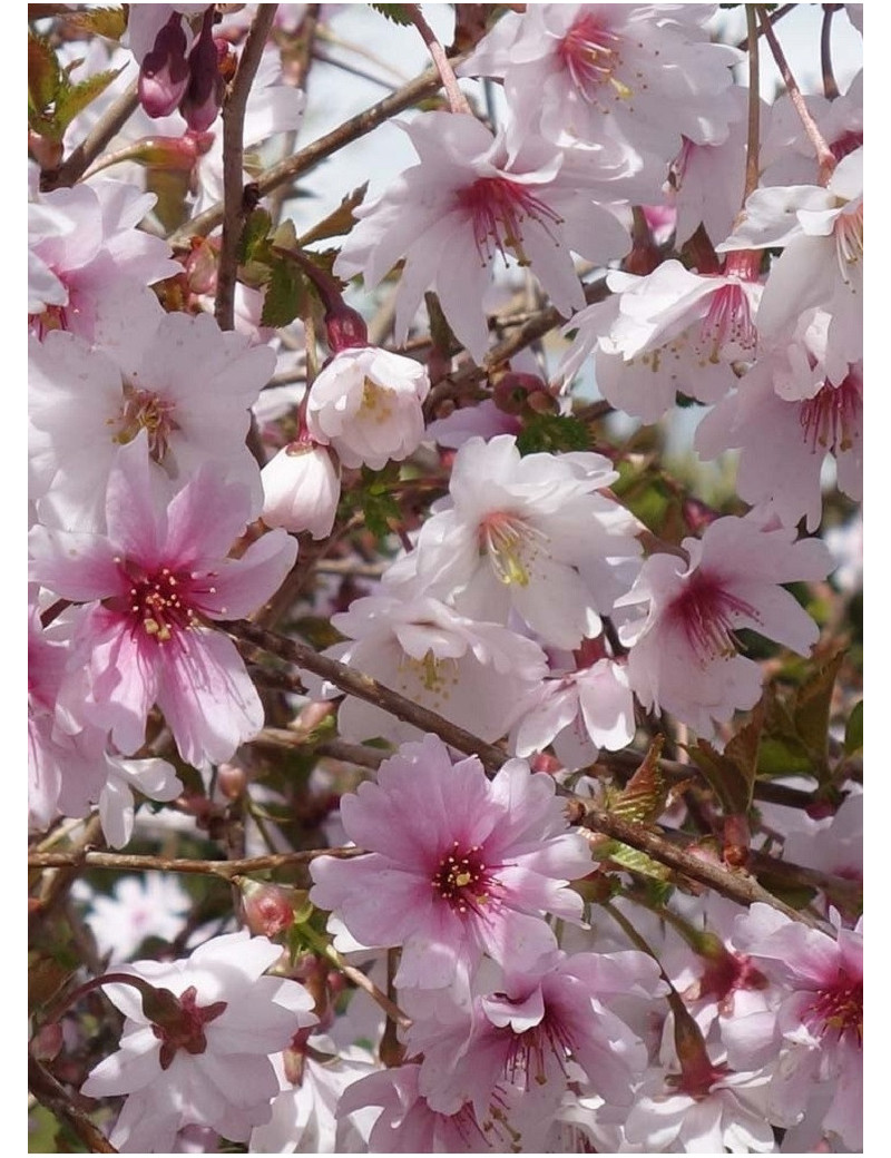 PRUNUS incisa MIKINORI