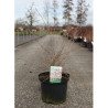 PRUNUS incisa MIKINORI En pot de 10-12 litres