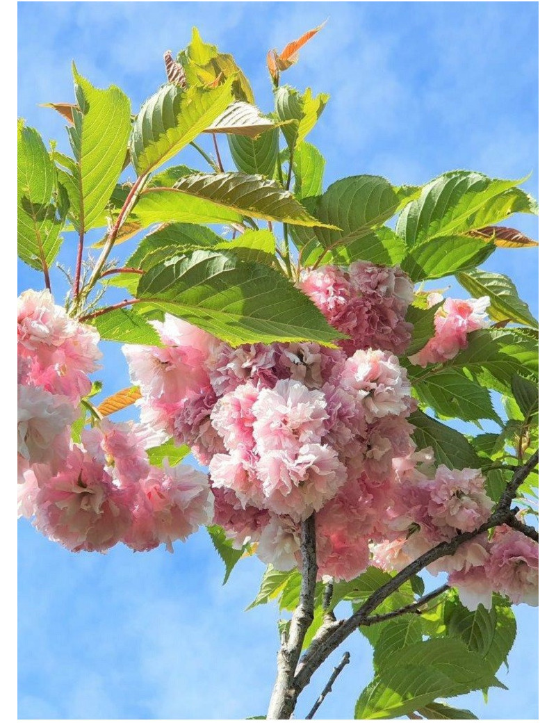 PRUNUS serrulata PINK PERFECTION