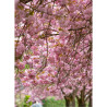 PRUNUS serrulata PINK PERFECTION