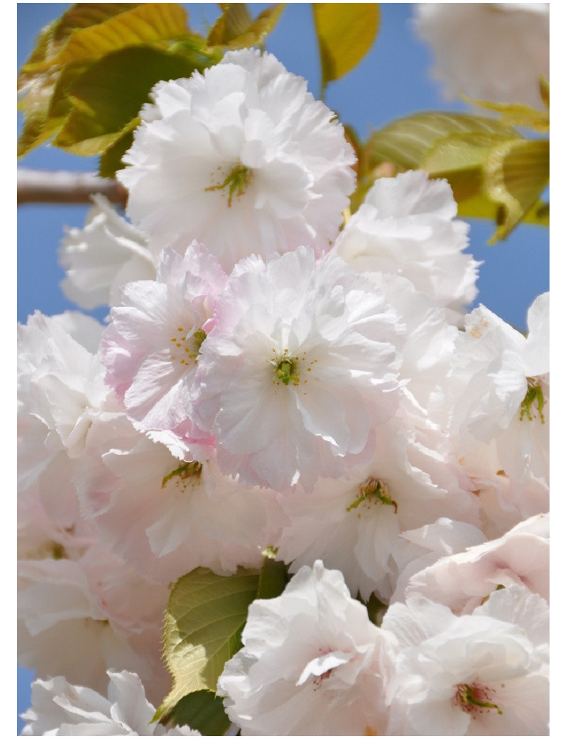 PRUNUS serrulata SHIMIDSU