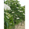 SORBUS DODONG