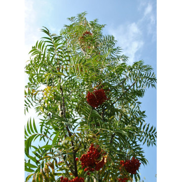 SORBUS DODONG