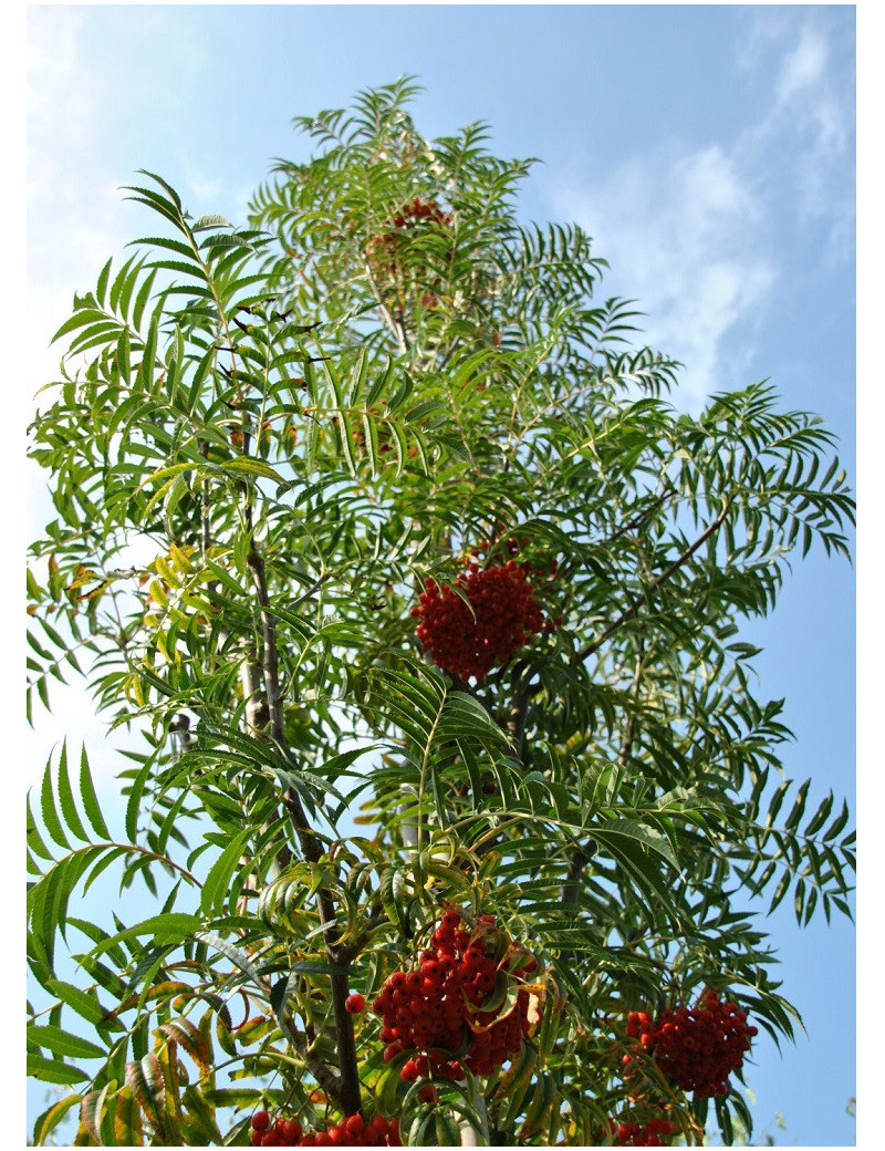 SORBUS DODONG