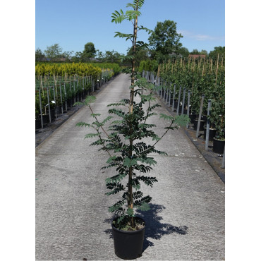 SORBUS DODONG En pot de 12-15 litres forme baliveau