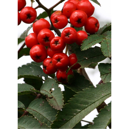 SORBUS aucuparia SHEERWATER SEEDLING