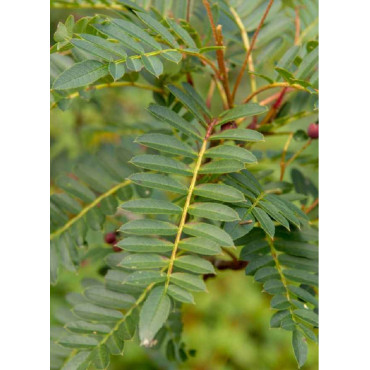 SORBUS vilmorinii