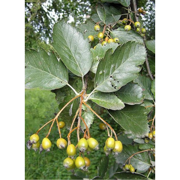 SORBUS intermedia BROUWERS