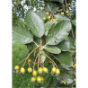 SORBUS intermedia BROUWERS