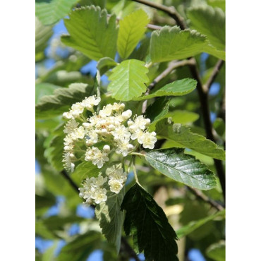 SORBUS intermedia BROUWERS