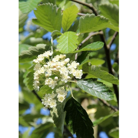 SORBUS intermedia BROUWERS