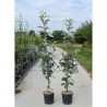 SORBUS aria LUTESCENS En pot de 12-15 litres forme baliveau