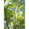 SORBUS aria LUTESCENS