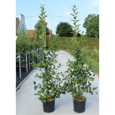 MALUS RED SENTINEL En pot de 12-15 litres forme baliveau hauteur 150-200 cm