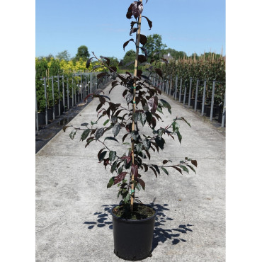 MALUS ROYALTY En pot de 12-15 litres forme baliveau hauteur 150-200 cm