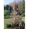 MALUS RED OBELISK®