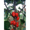 MALUS RED OBELISK®