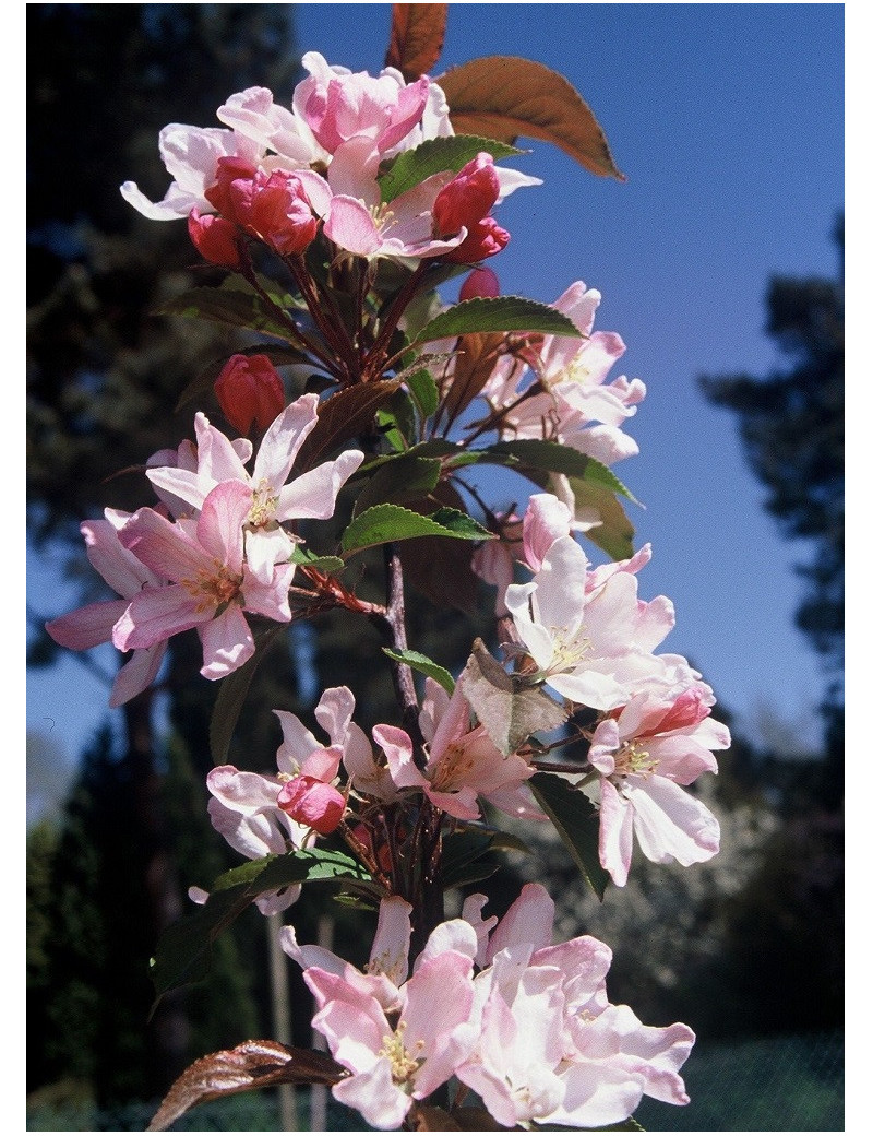 MALUS RED OBELISK®