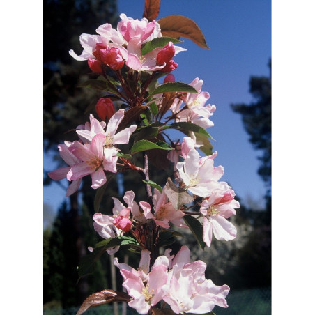 MALUS RED OBELISK®