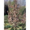 MALUS RED OBELISK®