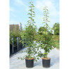 MALUS SUGAR TYME En pot de 12-15 litres forme baliveau hauteur 150-200 cm