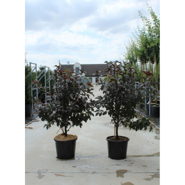 MALUS toringo SCARLETT En pot de 12-15 litres forme buisson hauteur 080-100 cm