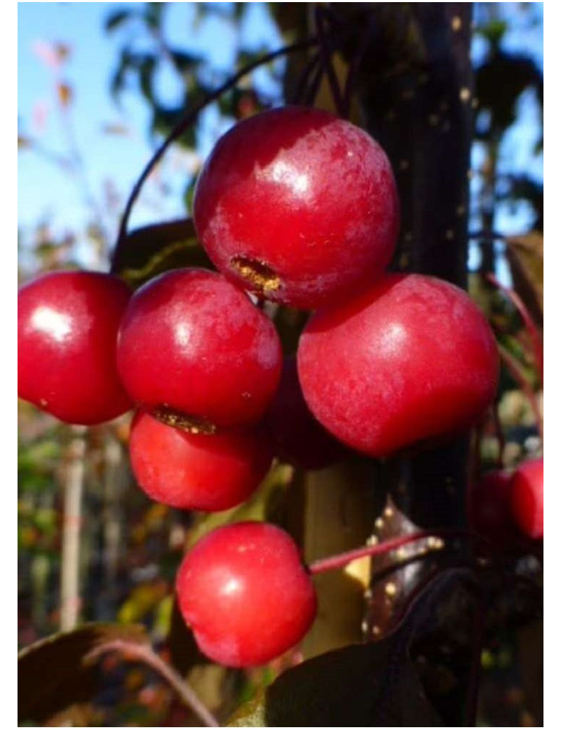 MALUS toringo SCARLETT