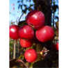 MALUS toringo SCARLETT