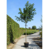 PRUNUS serrulata SUNSET BOULEVARD En pot de 30-35 litres forme tige hauteur du tronc 180-200 cm