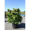 LEYCESTERIA formosa GOLDEN LANTERNSEn pot de 25-30 litres