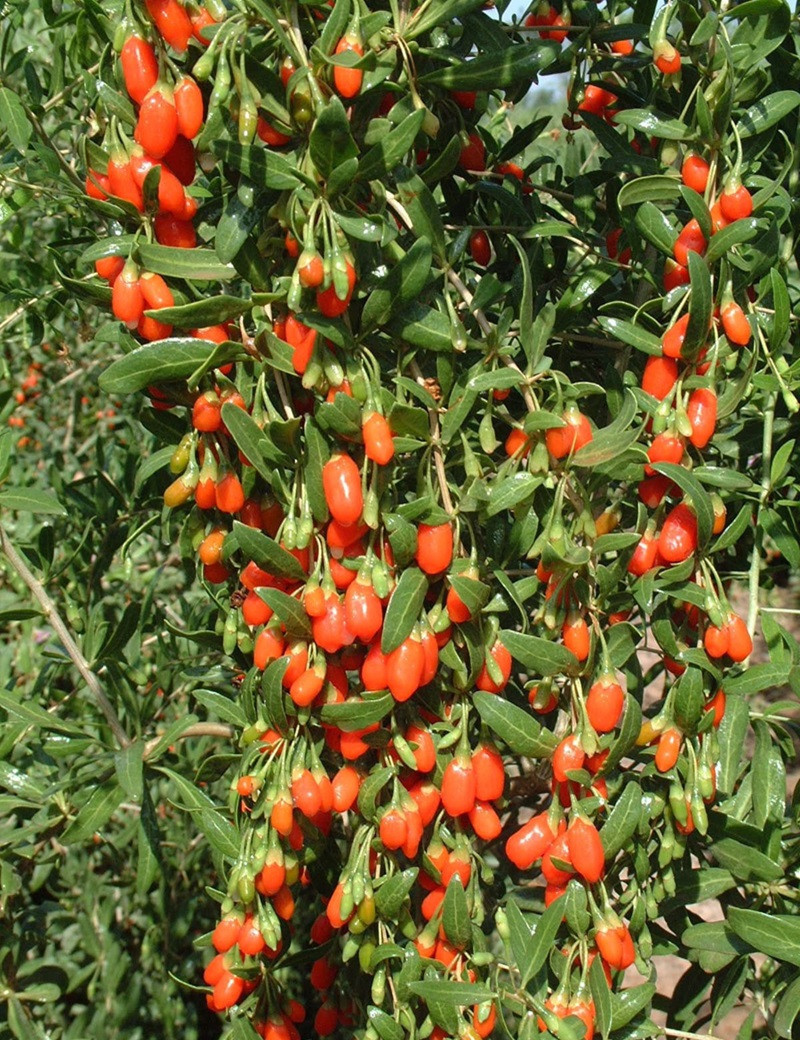 GOJI BIG LIFEBERRY