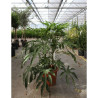 FATSIA polycarpa GREEN FINGERS En pot de 7-10 litres