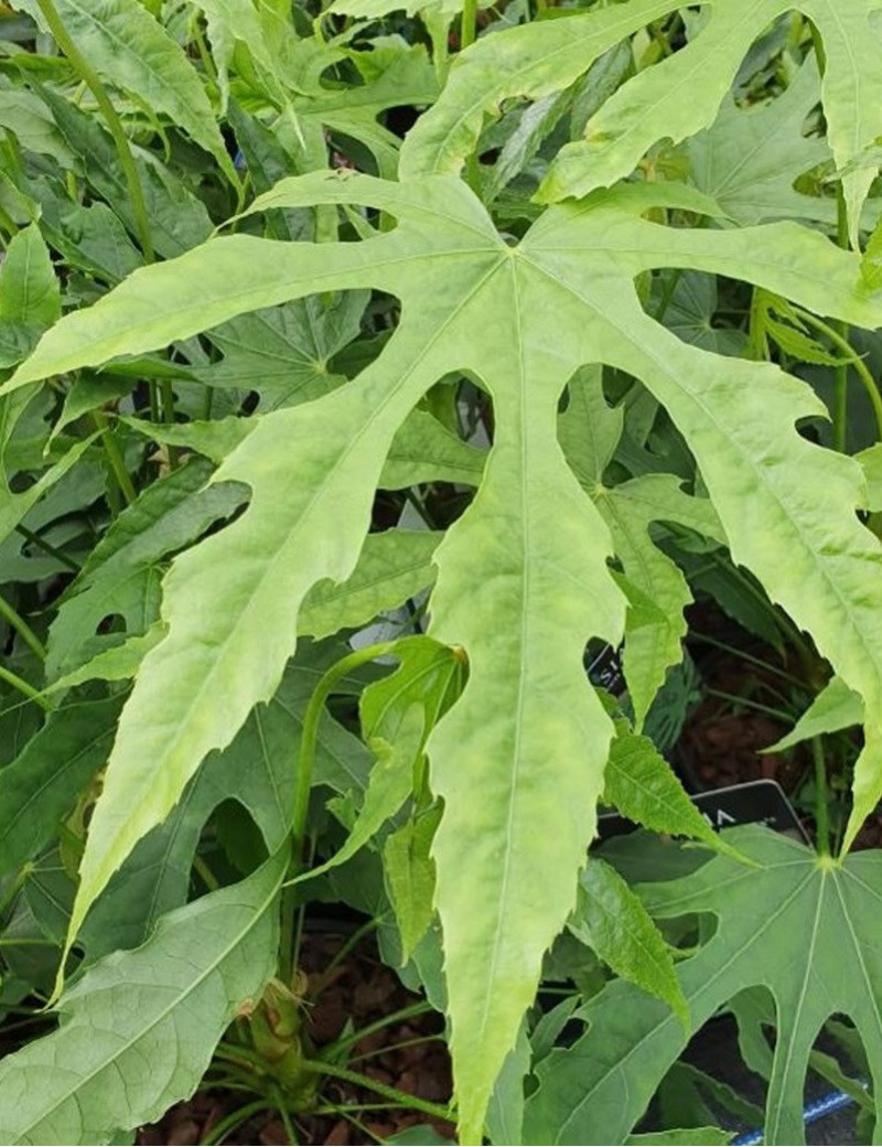 FATSIA polycarpa GREEN FINGERS