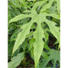 FATSIA polycarpa GREEN FINGERS