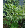 FATSIA polycarpa GREEN FINGERS