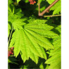 ACER japonicum VITIFOLIUM