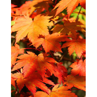 ACER japonicum VITIFOLIUM