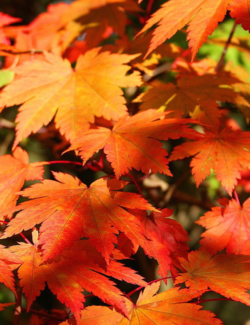 ACER japonicum VITIFOLIUM