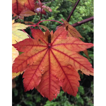 ACER japonicum VITIFOLIUM