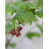 ACER japonicum VITIFOLIUM