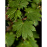 ACER japonicum VITIFOLIUM