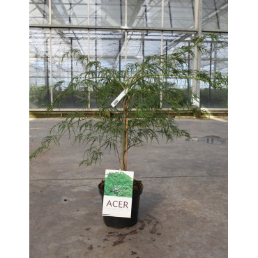 ACER palmatum DISSECTUM En pot de 4-5 litres