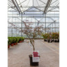 ACER palmatum DISSECTUM GARNET En pot de 4-5 litres