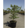 RHUS typhina DISSECTA En pot de 4-5 litres