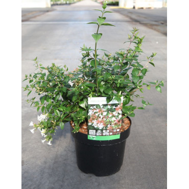 ABELIA grandiflora En pot de 3-4 litres