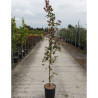 ACER campestre RED SHINE En pot de 12-15 litres forme baliveau