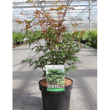 ACER palmatum En pot de 3-4 litres