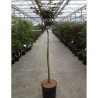 ACER palmatum SHAINA En pot de 12-15 litres forme tige hauteur du tronc 090-110 cm