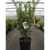 ARBUTUS unedo RUBRA En pot de 25-30 litres