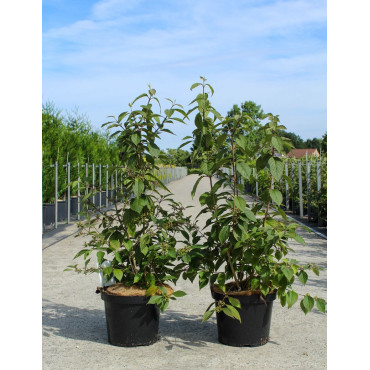 CALLICARPA bodinieri PROFUSION En pot de 10-12 litres